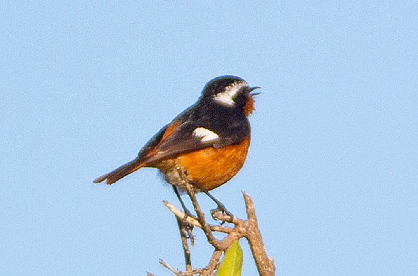 diademrodstjart_20170128_10_1