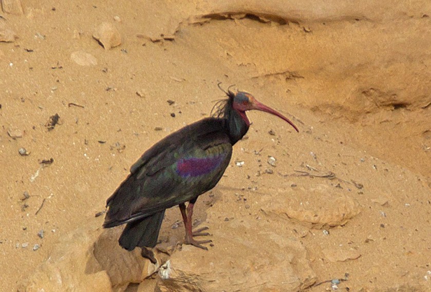 eremitibis_20170131_20_1