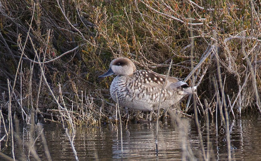 marmoeand_20170125_10_1