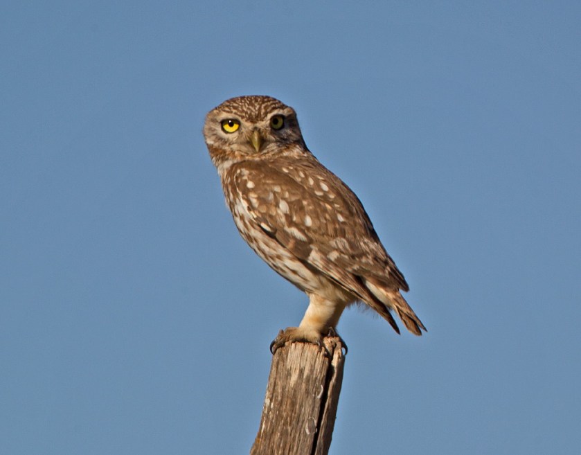 minervauggla_20170206_20_1