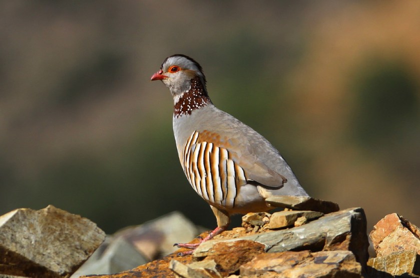 klipphona_20170217_10_1