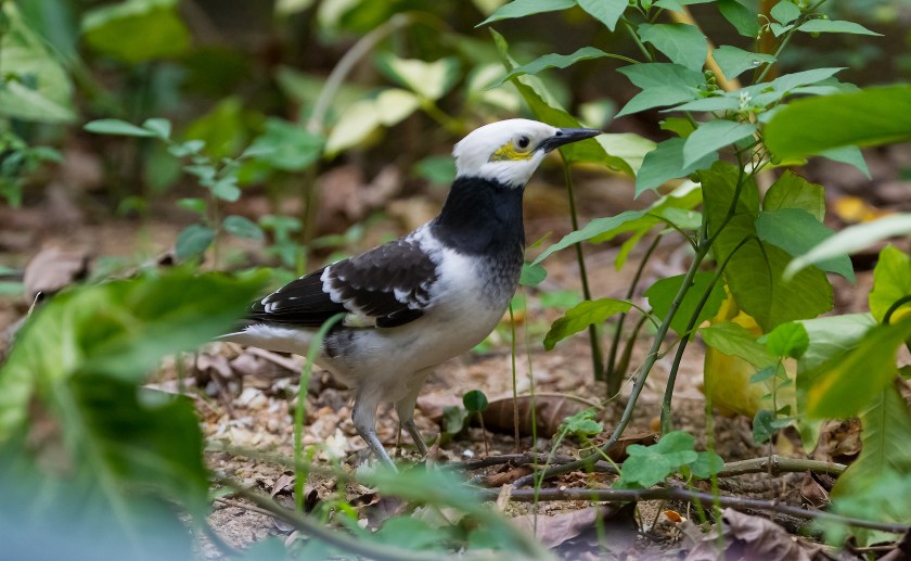 svarthalsad stare_20181102_20