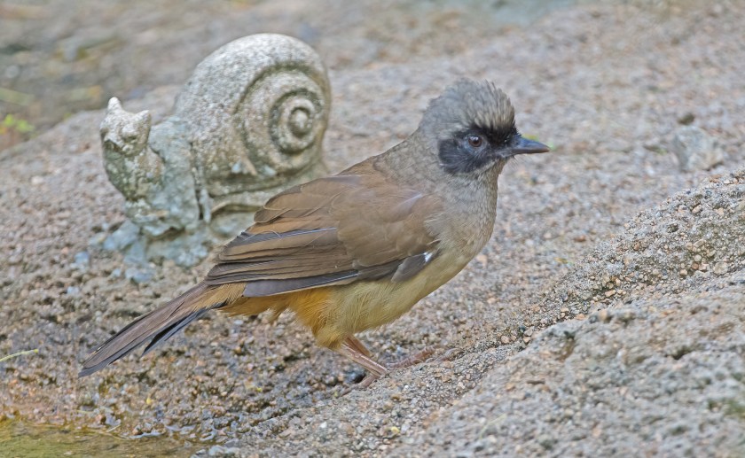 svartmaskad fnittertrast_20181101_10