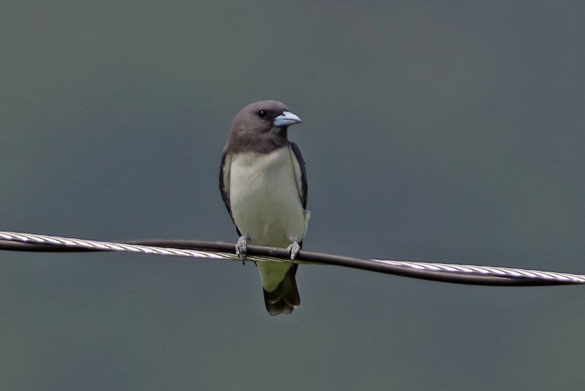 vitbröstad svalstare_20181105_30