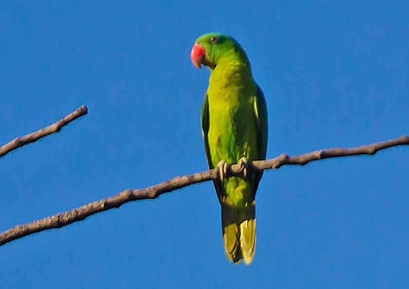 blånackad papegoja_20181127_36