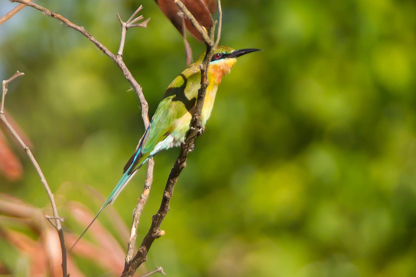 blåstjärtad biätare_20181201_40