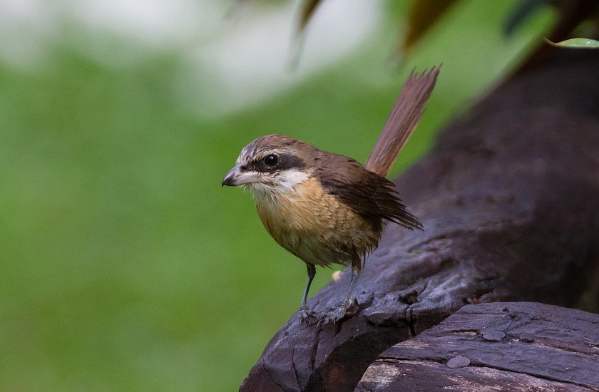 brun törnskata_20181123_40