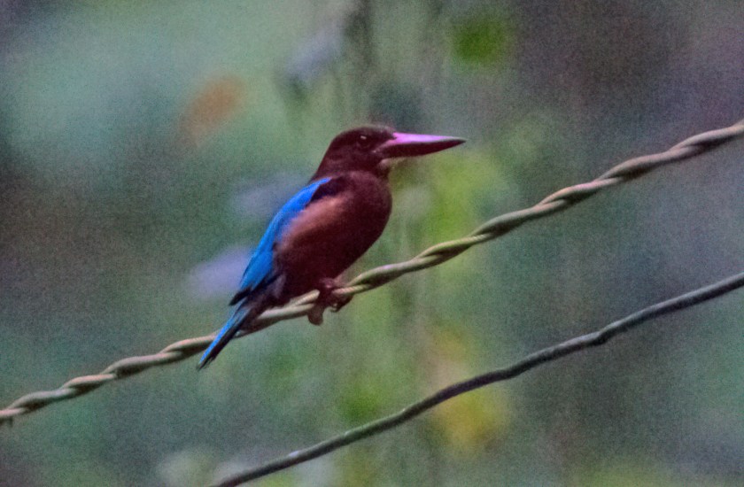 brunbröstad kungsfiskare_20181119_10