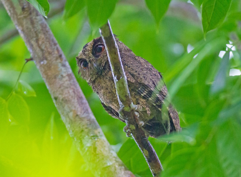 everettdvärguv_20181120_22