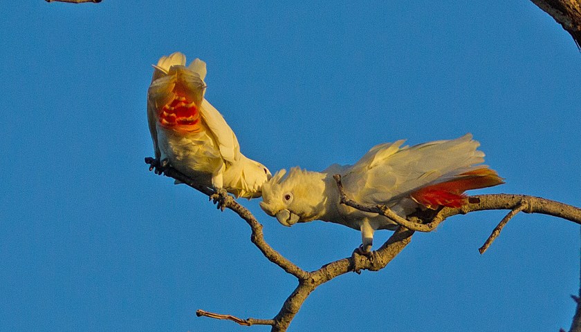 filipinerkakadua_20181107_20