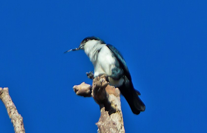 filippinpygméfalk_20181129_40