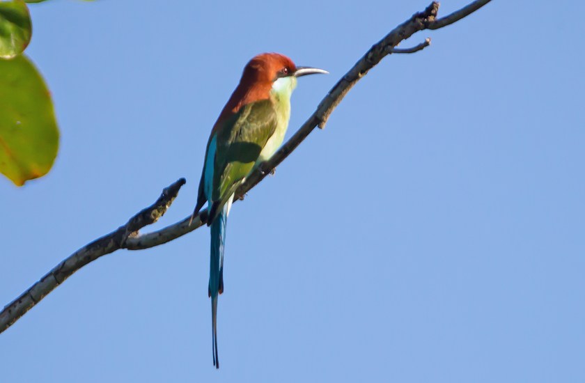 filippinsk biätare_20181130_70