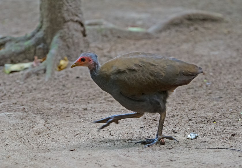 filippinstorfotshöna_20181110_30