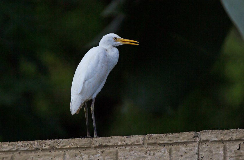 kohäger_20181107_10