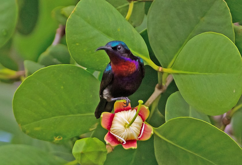 kopparstrupig solfågel_20181106_64