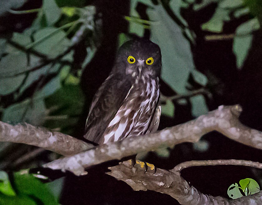 luzonspökuggla_20181128_16