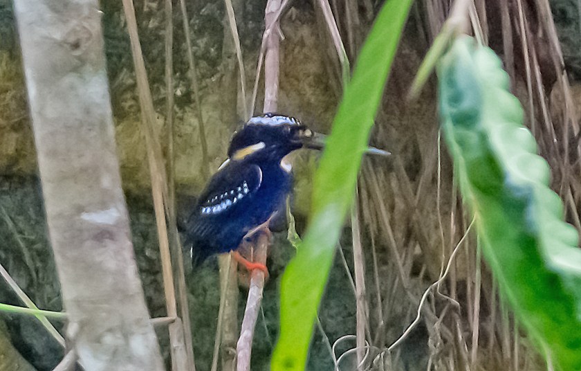 nordlig silverkungsfiskare_20181121_30