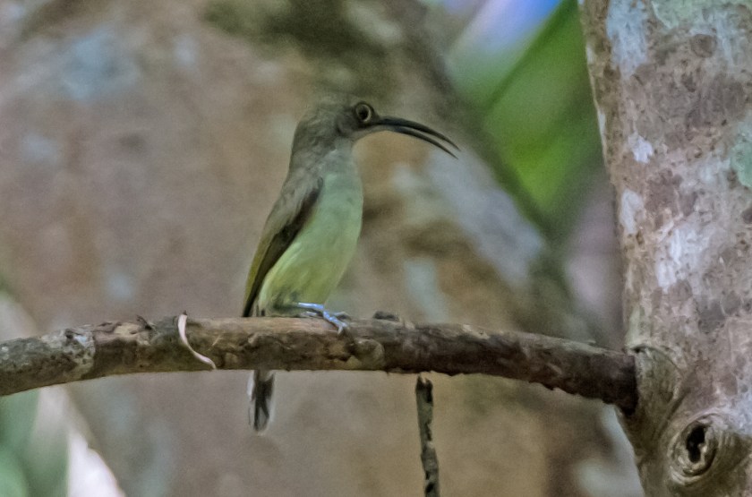 palawanspindeljägare_20181108_20_10