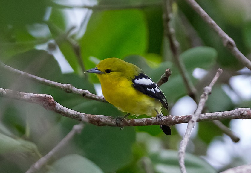 parkiora_20181106_36