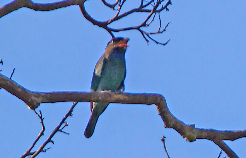 rödnäbbad blåkråka_20181128_60