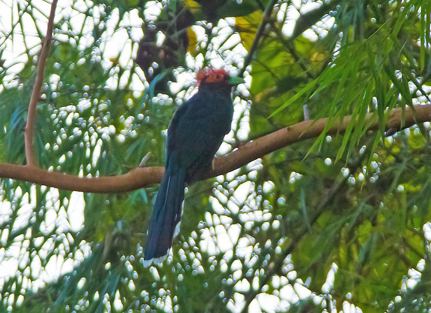 rödtofsad malkoha_20181126_14