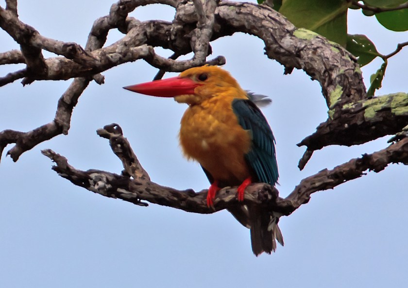storknäbbskungsfiskare_20181106_20