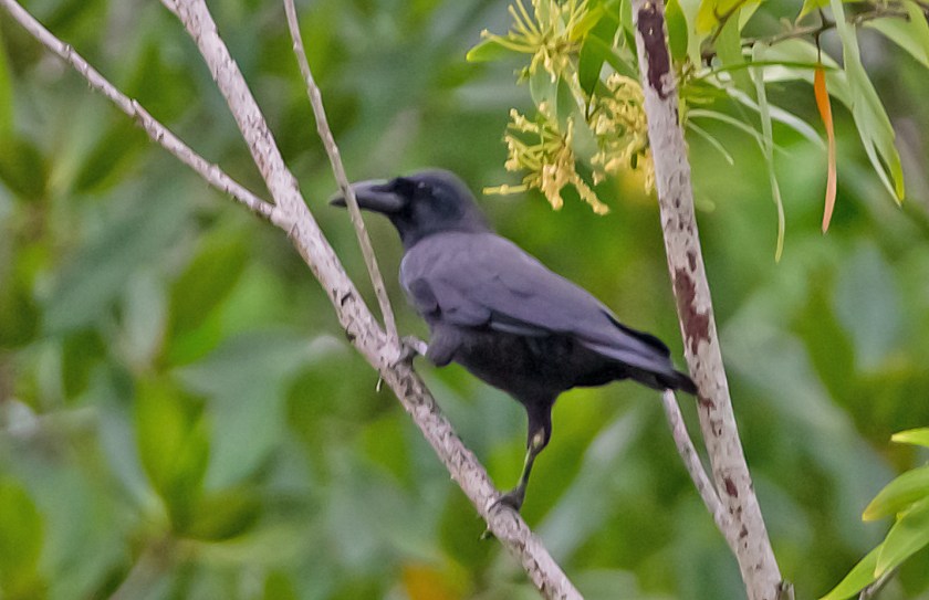 sundakråka_20181106_10
