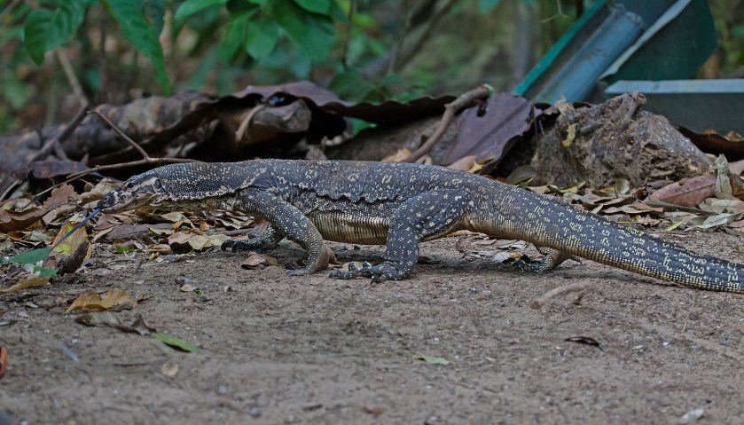 varanus palawanensis_20181110_30