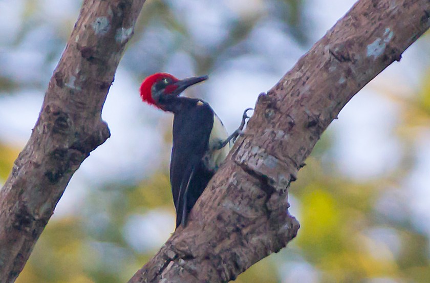 vitbukig spillkråka_20181127_20